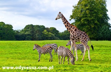 Czechy - Park Safari